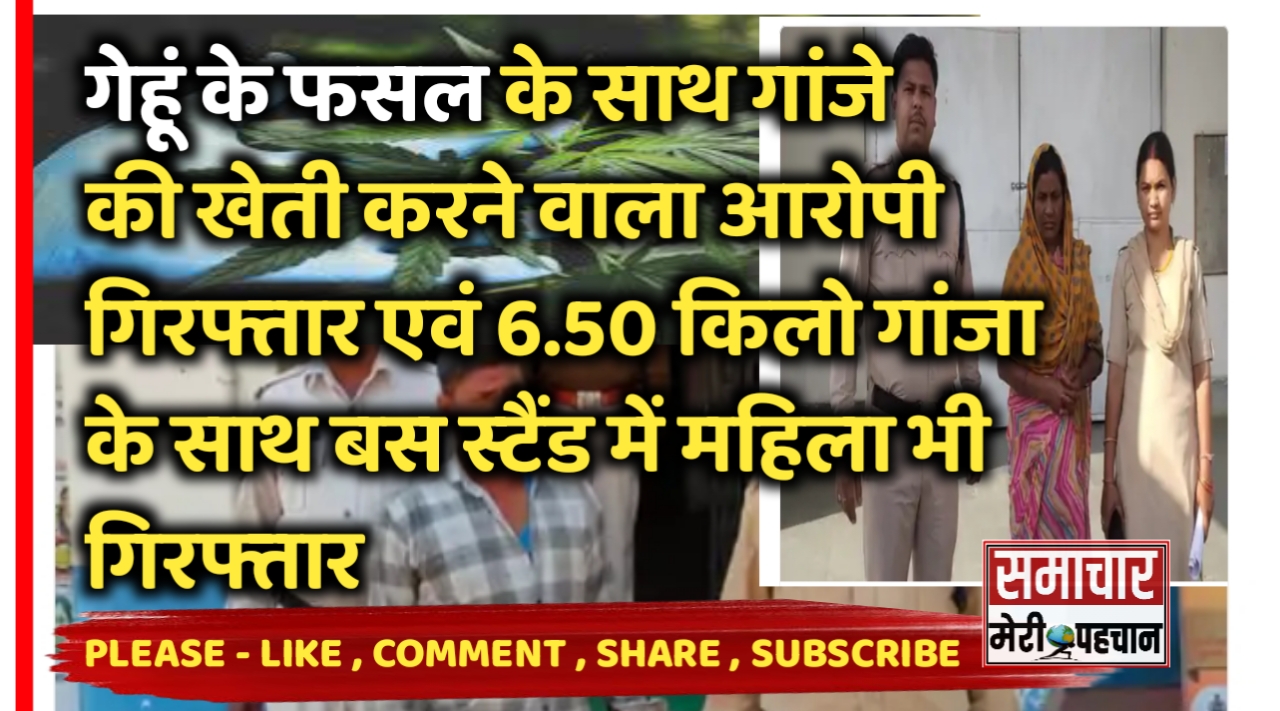 गेहूं के फसल के साथ गांजे की खेती करने वाला आरोपी गिरफ्तार और 6.50 किलो गांजा के साथ बस स्टैंड में महिला भी गिरफ्तार – Ambikapur News