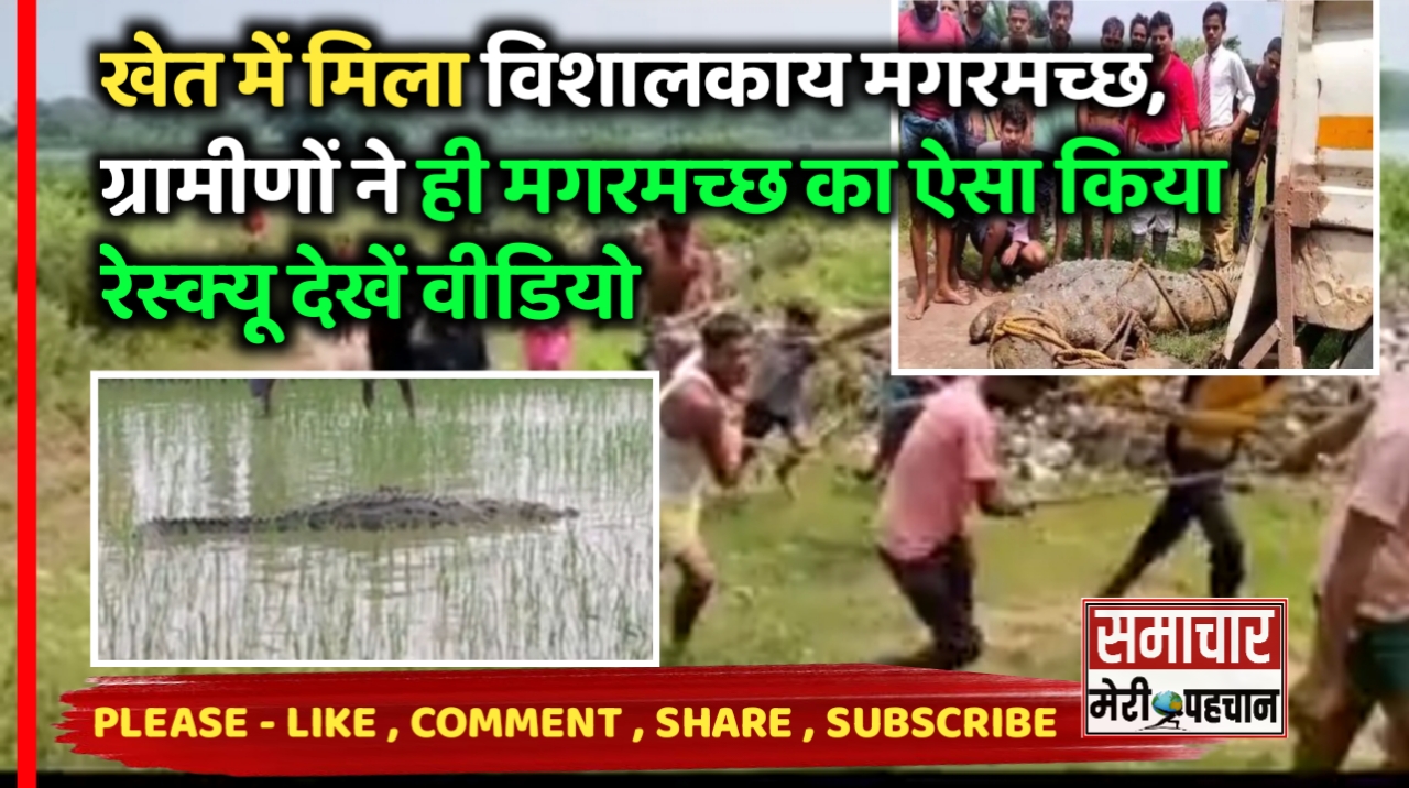 Bilaspur News :- खेत में मिला विशालकाय मगरमच्छ, ग्रामीणों ने ही मगरमच्छ का ऐसा किया रेस्क्यू देखें पूरी वीडियो – Samachar Meri Pehchan