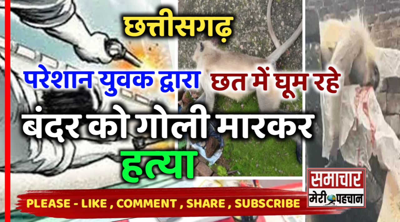 बंदर की मौत :- छत्तीसगढ़ में छत में घूम रहे बंदर को परेशान युवक द्वारा गोली मारकर हत्या कर दी गई :- Samachar Meri Pehchan